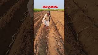 Cane planting farming sugarcane sugarplant shortvideo [upl. by Imef983]