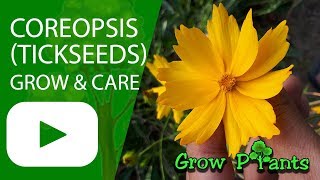 Coreopsis  grow amp care Tickseeds [upl. by Annaiv]