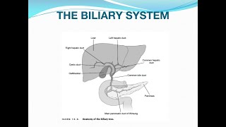 Acute Cholecystitis and Cholangitis [upl. by Benenson]