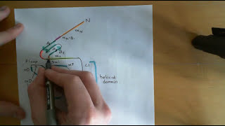 G Protein Coupled Receptors Part 4 [upl. by Nizam]