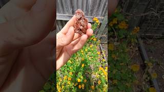 Beautiful aragonite cluster thefinders crystals gemstone [upl. by Miki]