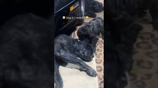 Puppy Stop Pestering Me 🤣 bouvierdesflandres shorts dog puppy funny [upl. by Ontina110]