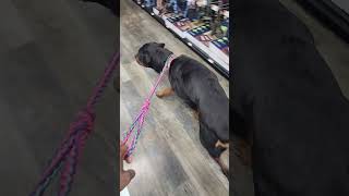 Rottweiler Birthday Pet store visit [upl. by Nitsid336]