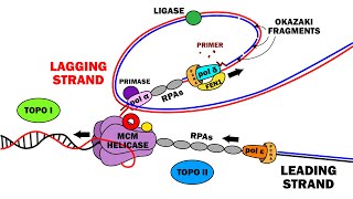 DNA REPLICATION 23  ELONGATION [upl. by Ecirp]