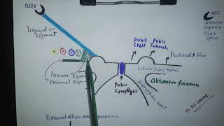 Inguinal Region anatomy with Mnemonic [upl. by Enohs]