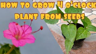 4 oclock plant  how to grow mirabilis Jalapa from seeds  Mirabilis jalapa Ezgardening 4oclock [upl. by Rocca]