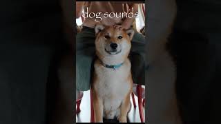 pet dog sounds for kids [upl. by Elgar]