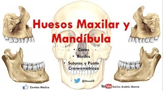 Anatomía  Huesos Maxilar y Mandibula Caras Bordes Inserciones Musculares [upl. by Carlyle]