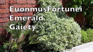 Euonymus Fortunei Emerald Gaiety tough reliable shrub climber plant my walled garden uk [upl. by Liberati]