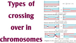 Crossing over types of crossing ove in chromosomesdouble crossing oversingle cross over [upl. by Tymon633]