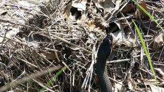 UPDATED speckled king snake vs yellowbellied water snake 1 [upl. by Naujud]