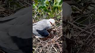 Blackshouldered kite Bird in the nest protects two children from the sunEp9 [upl. by Erin]