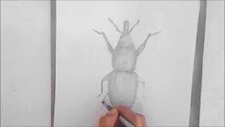 How to draw the insect sitophilus oryzae [upl. by Enawd]