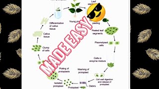 Protoplast Culture Made easy😎🔥 [upl. by Elleneg]