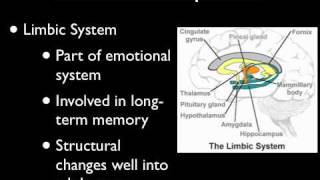 Adolescent Brain Development  Part 1 [upl. by Notaes]