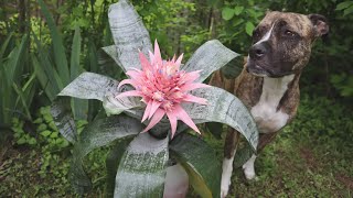 How to Pot a Bromeliad  Care Guide for Aechmea Fasciata  Plant with Me  Emileaves [upl. by Bluhm]