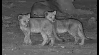 Lion Cubs Venture Out At Safarihoek [upl. by Redla187]