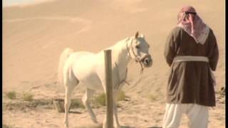 Arabian Horses  A tale of obedience [upl. by Illac337]