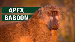 The Killer Baboons Of The Luangwa Valley [upl. by Naro]