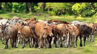 Cows mating session [upl. by Relda]