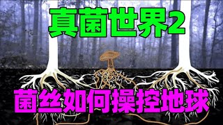 真菌世界2共生地球原始股东如何靠菌丝操控世界植物和动物 [upl. by Egwan]