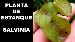 Salvinia molestaPlanta de estanque [upl. by Jayne]