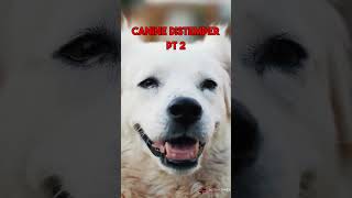 What is canine distemper [upl. by Relyc123]