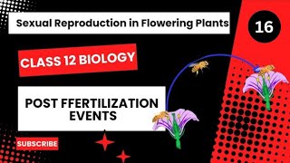 Post Fertilization Events  Class 12  Sexual Reproduction in Flowering Plants  Dhimans Biology [upl. by Nabatse]