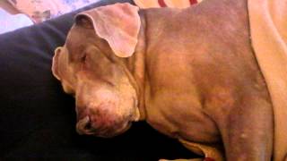 Funny Weimaraner Dog Snoring sounds like a Human [upl. by Celik]