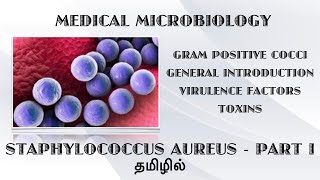 Gram positive cocci Staphylococcus aureus  an introduction  Virulence factors and toxins  Tamil [upl. by Norvan]