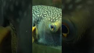 Chelonodontops bengalensis  super rare pufferfish [upl. by Hoeve]