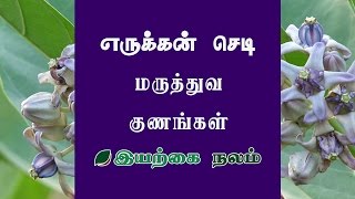 Erukku Plant  Erukku Plant Benefits  Erukkam Poo   எருக்கன்  எருக்கன் செடி [upl. by Amalbena825]