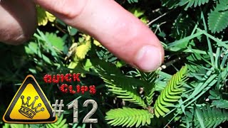 QC12  Touch Sensitive Plant Mimosa Pudica [upl. by Alaecim]