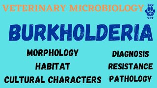 Burkholderia Microbiology  Bacteriology [upl. by Rolanda]