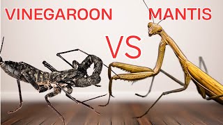 Who will win Mantis vs Vinegaroon [upl. by Lister]