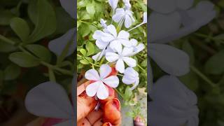 Plumbago  प्लंबैगो Flower flowers plants shorts blue flower [upl. by Clint]