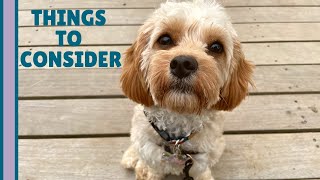 4 REAL Reasons NOT to Get a Cavapoo  What You Need to Know [upl. by Weight408]