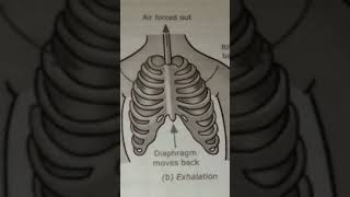 Science  inhalationexhalationscience [upl. by Idorb458]