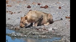 Male Lion Needs Relief From The Heat [upl. by Aimil]