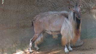 Tadjik Markhor La Zoo [upl. by Neffets]