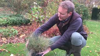 Comment peigner la Festuca glauca Elijah blue en automne [upl. by Anelet626]