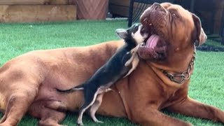 Dogue de Bordeaux gets annoyed at his Chihuahua sibling [upl. by Ruthanne307]