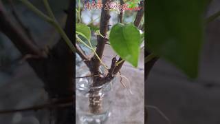 Ficus Benjamina Water Propagation Experiment Results ficusbenjamina ficusbonsai shorts [upl. by Neeron]