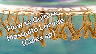 How To Culture Mosquito Larvae For Fish Food [upl. by Hull]