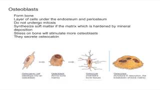 Osteogenic Cells and Osteoblasts [upl. by Mendes616]