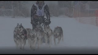 Schlittenhunderennen Lenk 2018 [upl. by Sana]