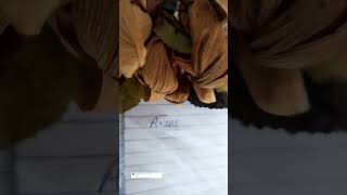 Writing Avani comment your name shortvideo [upl. by Butte104]