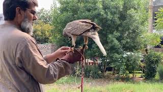 4th day of training goshawk  incredible response  how to call goshawk eagleattacks hunting [upl. by Jacobsen898]