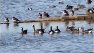 Greater Whitefronted Geese [upl. by Bury838]