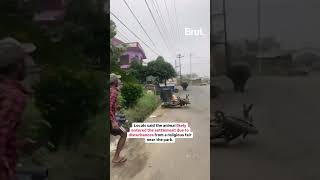 A rhino from Nepal’s Chitwan National Park stirs panic as it wanders into Nawalpur’s streets [upl. by Lizzy]